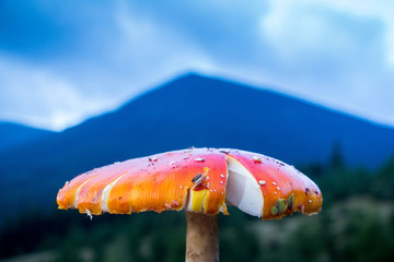 fly agaric mushroom