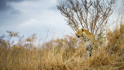 leopard in kruger national park, mpumalanga, south africa 25