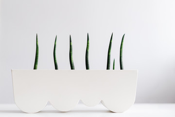 green plant in a white pot, minimalistic photo, eco-friendly photo, nothing more