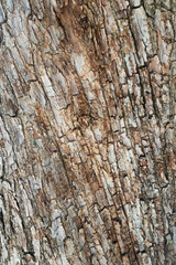 Bark of plane tree