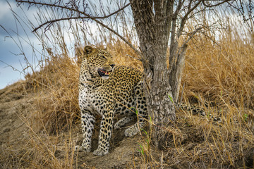 leopard in kruger national park, mpumalanga, south africa 105
