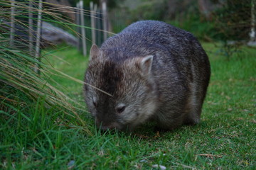 wombat