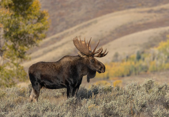 Bull Moose in Fall in Grand Teton National Park
