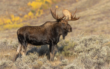 Fototapeta premium Bull Moose in Fall in Grand Teton National Park