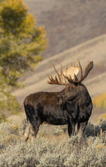 Bull Moose in Fall in Grand Teton National Park