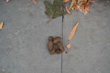 autumn leaves on wooden background and dog poop