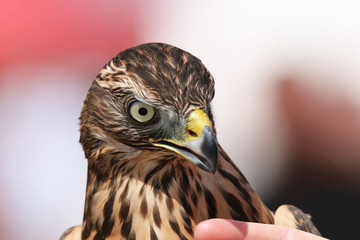 Head of adult goshawk. Falconry.