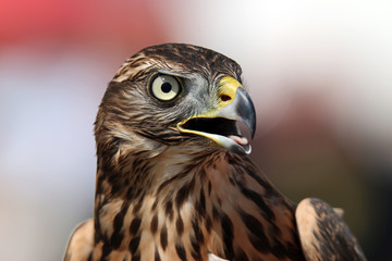 Head of adult goshawk. Falconry.