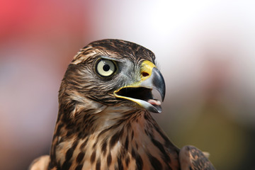 Head of adult goshawk. Falconry.