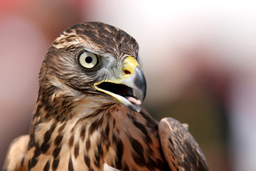 Head of adult goshawk. Falconry.