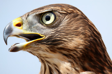 Head of adult goshawk. Falconry.