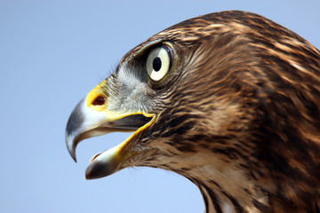 Head of adult goshawk. Falconry.
