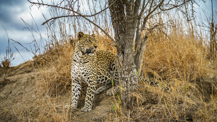 leopard in kruger national park, mpumalanga, south africa 150