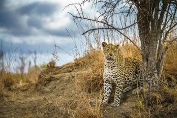 leopard in kruger national park, mpumalanga, south africa 163