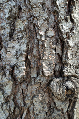 Bark of plane tree