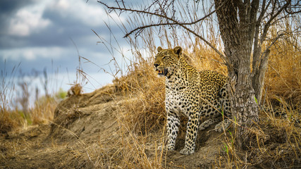 leopard in kruger national park, mpumalanga, south africa 178