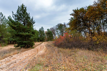Fototapeta premium Bright autumn forest with yellow leaves and road