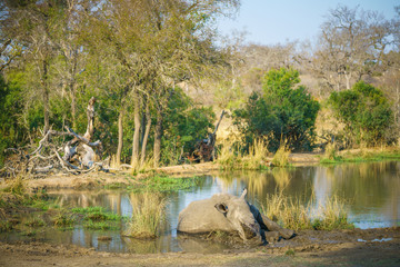 white rhino at a pond in kruger national park, mpumalanga, south africa 20