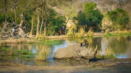 white rhino at a pond in kruger national park, mpumalanga, south africa 37