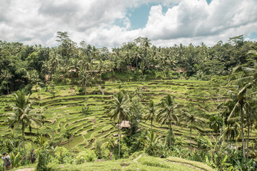 Fototapeta na wymiar Bali rice 2