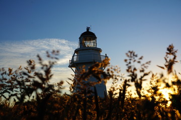 Lighthouse through trees