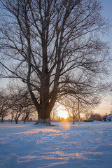 winter landscape with trees in winter