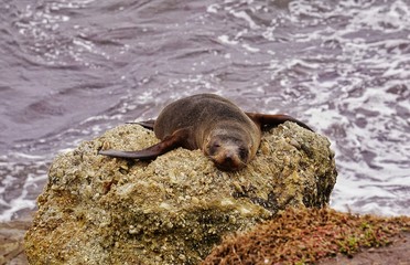 Lazy Seal