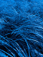 Blue grass close up. Color of the year 2020.