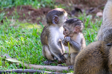 Naklejka premium Infant vervet monkey (Chlorocebus pygerythrus) curious about a leaf in Entebbe, Uganda