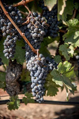 Fototapeta premium grapes on a vine