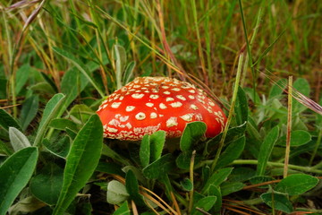 Toadstool