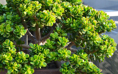Crassula ovata (Jade Plant,Money Plant,Friendship Tree) succulent plant in a tropical garden.Selective focus.