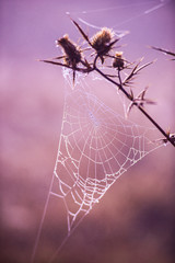 spider on web