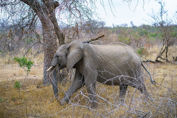 elephants in kruger national park, mpumalanga, south africa