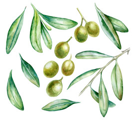 Watercolor hand drawn green olive branch with leaves  isolated on a white background. Hand painted watercolor illustration. Realistic botanical art. Template. Close-up. Clip art.