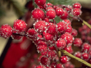 Christmas decoration in the form of a red Rowan covered with ice close-up. The concept of new year and Christmas. subjects close up