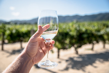 wine glass with white wine at a vineyard tasting