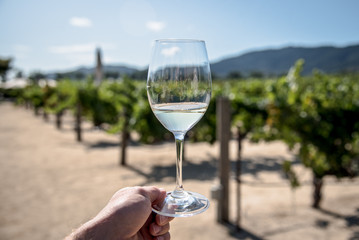 wine glass with white wine at a vineyard tasting