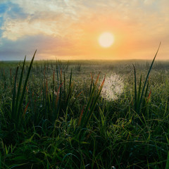 Landscape with cobweb against sunlight in summer sunrise