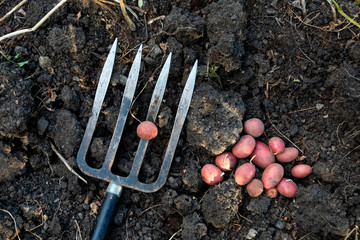 Germany, Wurzburg,Overhead view of pitchfork and freshly harvested potatoes