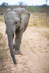 elephants in kruger national park, mpumalanga, south africa