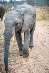Fototapeta premium elephants in kruger national park, mpumalanga, south africa