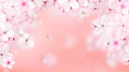Obraz na płótnie Canvas Blossoming light pink sakura flowers. Realistic cherry flowers