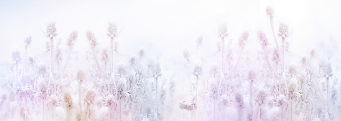  Morning fog and frozen thistle,  ice crystal on burdock, beautiful nature in winter