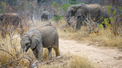 elephants in kruger national park, mpumalanga, south africa