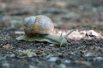 Snail