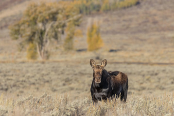 Cow Moose in Wyoming in fall