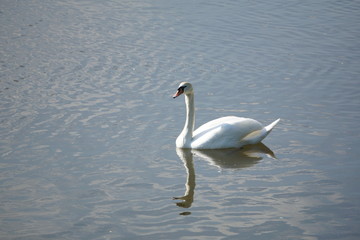 Swan 