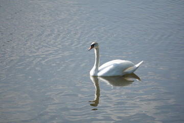 Fototapeta premium Swan 