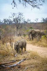 Naklejka premium elephants in kruger national park, mpumalanga, south africa